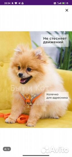 Шлейка для собаки