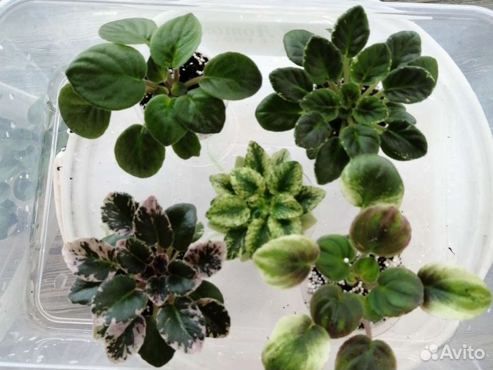 Наборы сортовых фиалок из 5штук