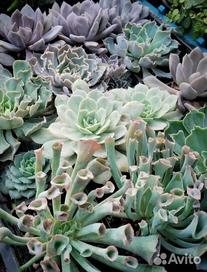 Суккуленты