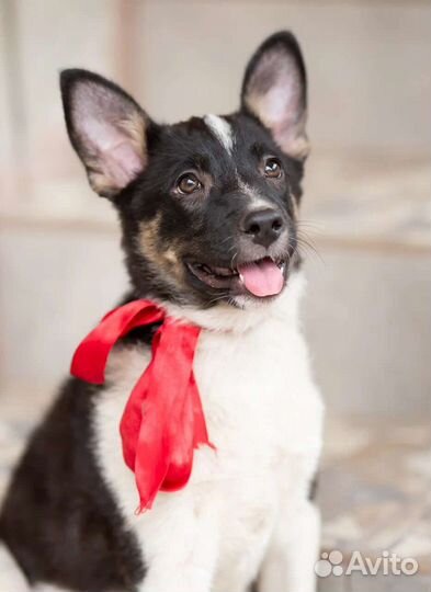 Щенок Милли (девочка 4мес) в дар