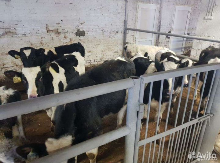 Бычеи холмогоры