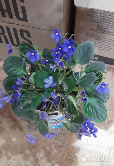 Комнатные цветы