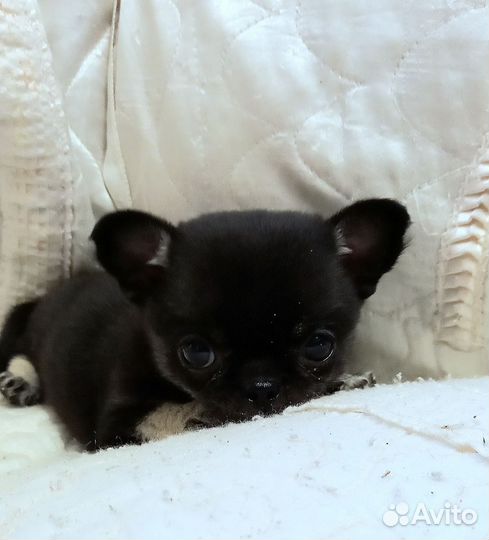 Чихуашка миник