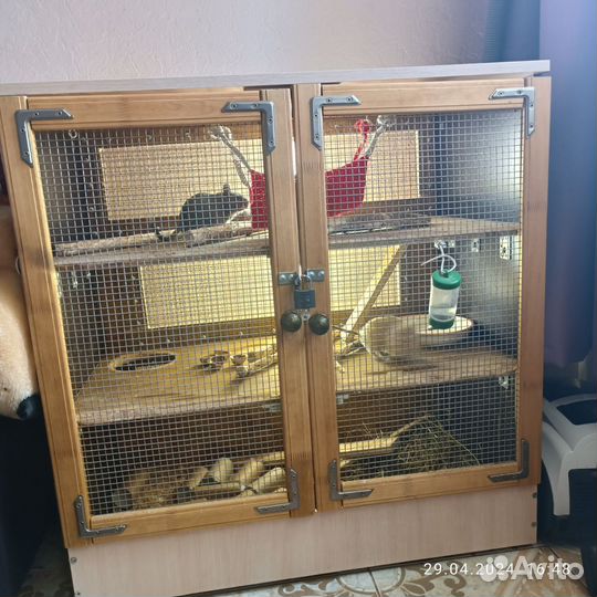 Белки дегу