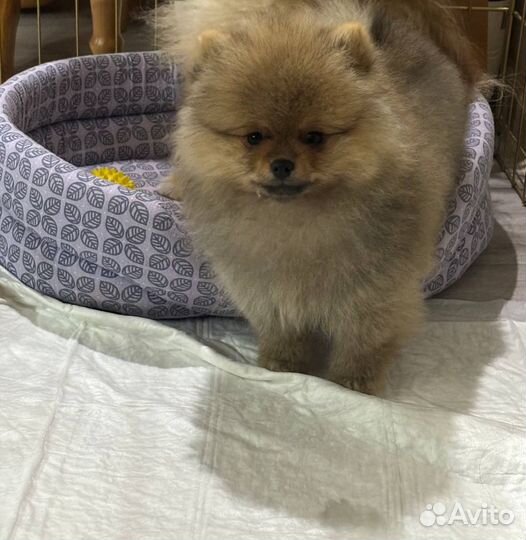 Мини шпиц