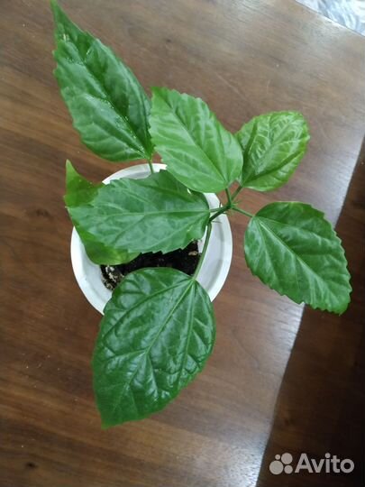 Гибискус китайская роза махровая