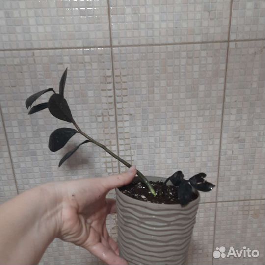 Замиокулькас черный Raven