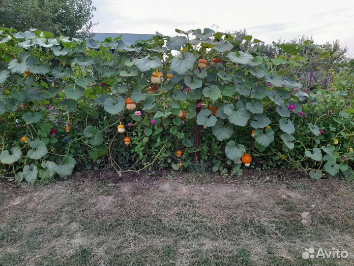 Семена тыква чалмовидная декоративная