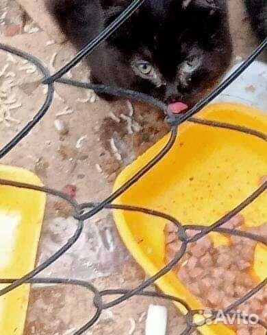 20 кошек на тер-и изолятора под открытым небом