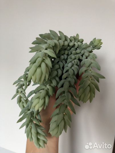 Суккуленты