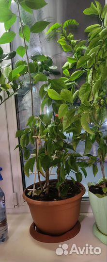 Разные цветы