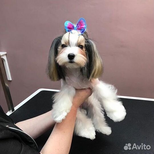 Груминг, стрижка собак