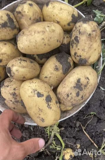 Картофель оптом