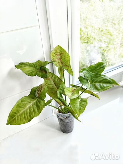 Сингониум конфетти