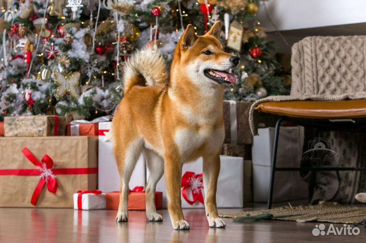 Вязка сиба ину