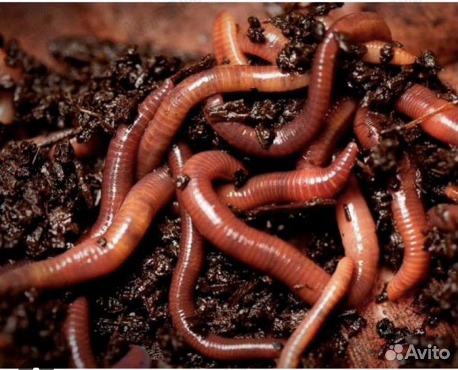 Червь навозный