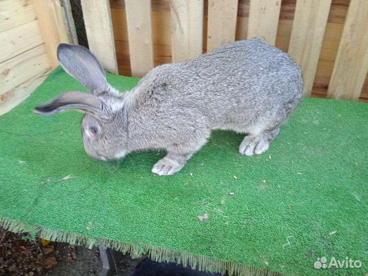 Кролики Великаны