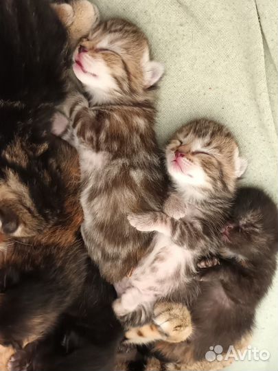 Котята в добрые руки