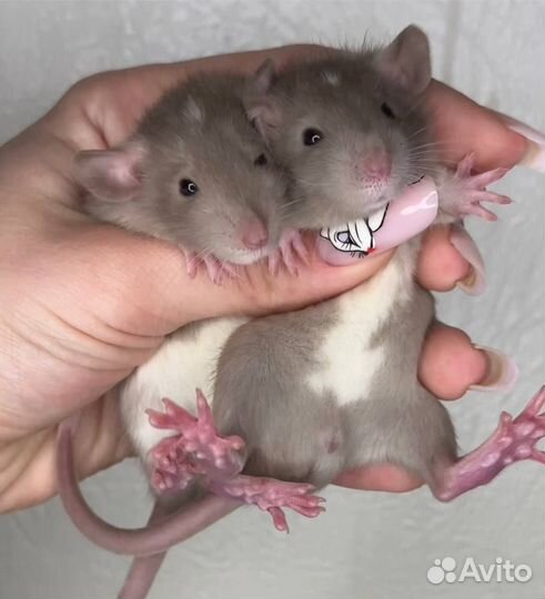 Крысята дамбо. Декоративная крыса. Крысята от Пито