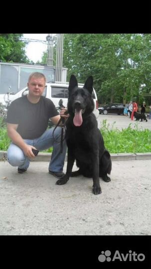 Восточноевропейская овчарка Щенки от Чемпиона