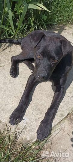 Щенки ищут дом