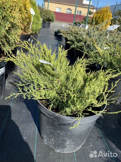 Можжевельник средний Олд Голд