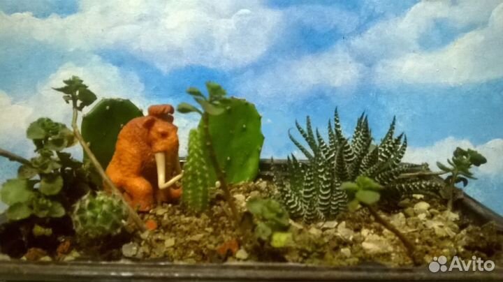 Кактусы и суккуленты