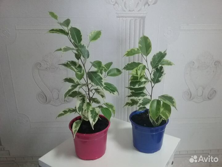 Фикус бенжамино