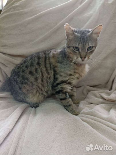 Котик. Тюлень. Ищем ручки