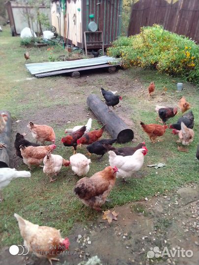 Молодые петухи