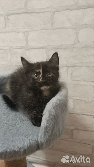 Продать котя