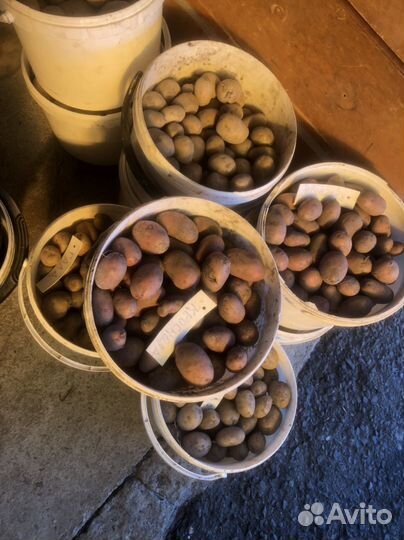 Картофель семенной