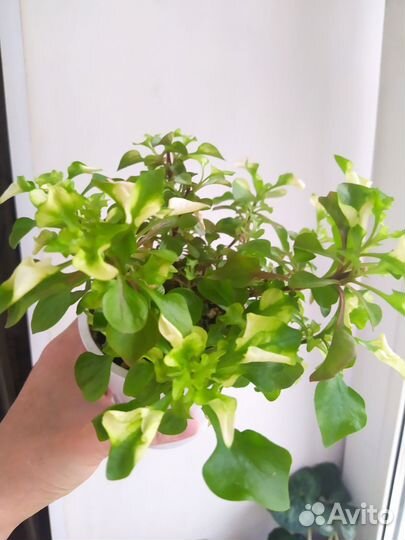 Комнатные растения Альтернатера