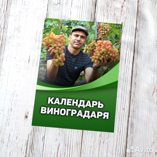 В брошюре Календарь виноградаря расписан помесячный... купить в Белгороде  с доставкой | Авито