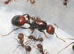 Messor barbarus (красноголовые муравьи-жнецы)