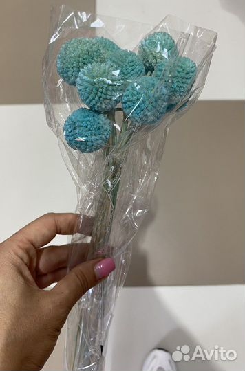 Сухоцвет краспередия