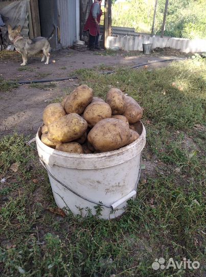 Продам картофель