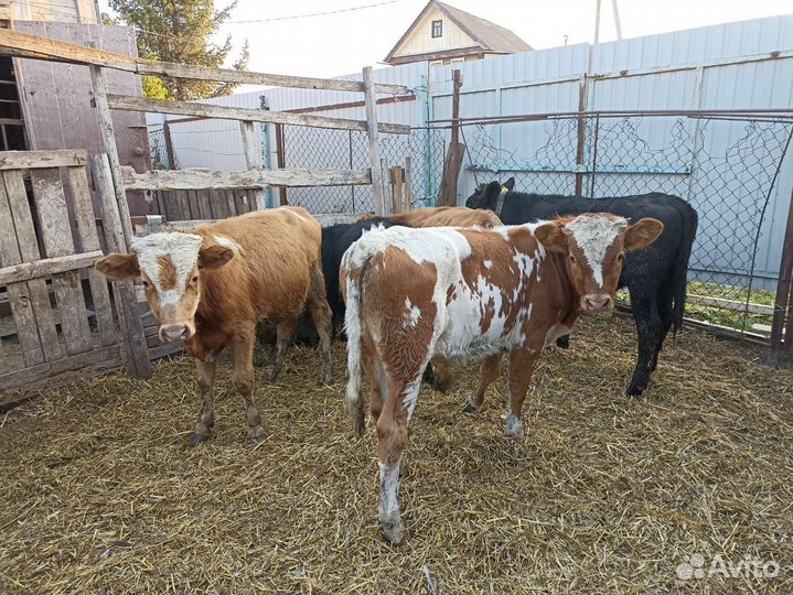 Бычки на откорм
