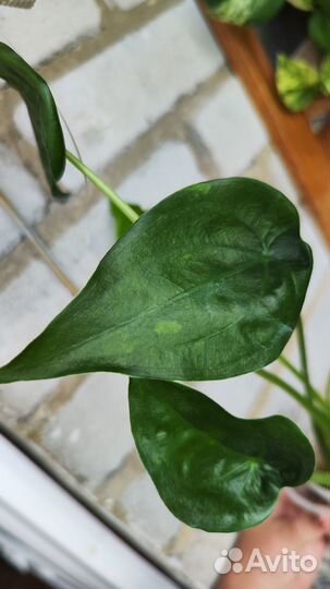 Алоказии (Кукулата и Сибирский Тигр)