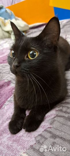 Кошка в дар