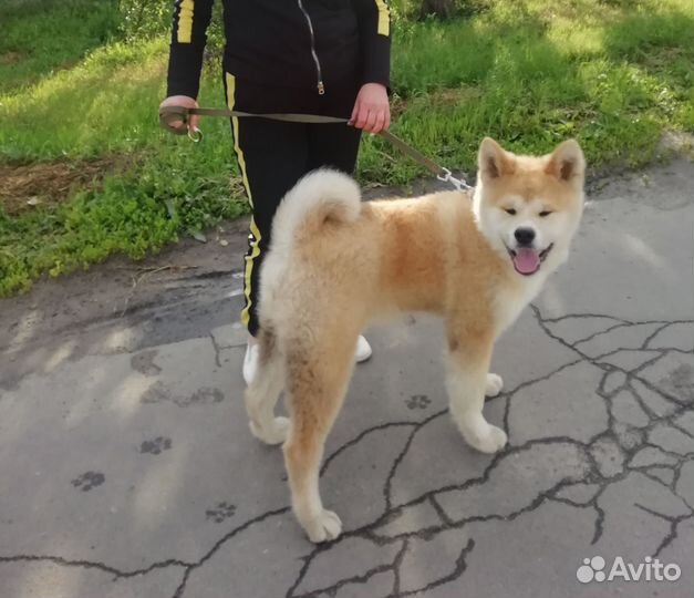 Акита ину