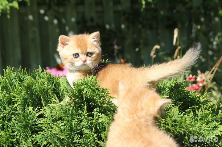 Котята британские золотая шиншилла 2 мес