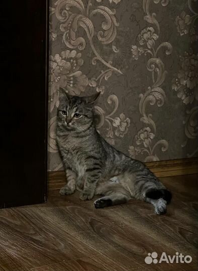 Кошка Луша