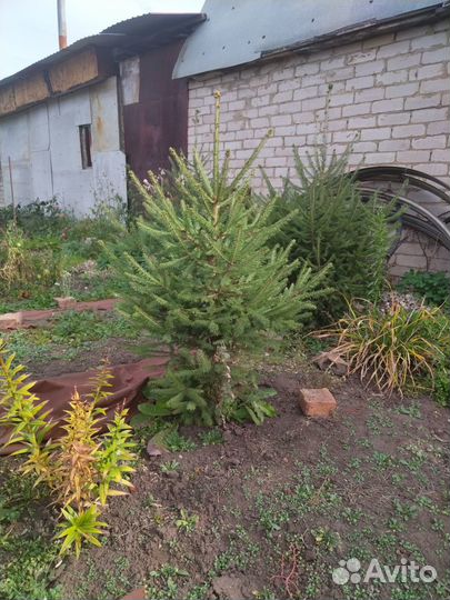 Продам елку