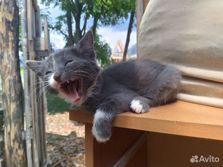 Абиссинский котёнок