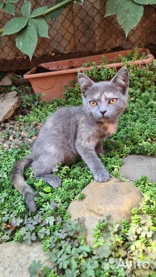 Котята от британской кошки