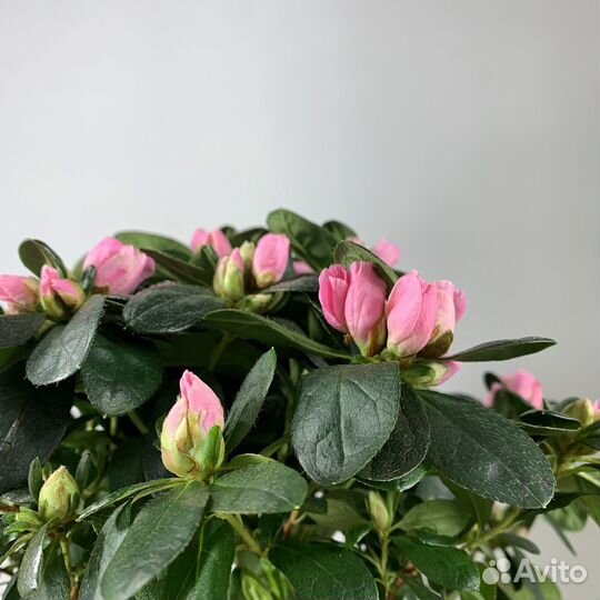 Азалия комнатная