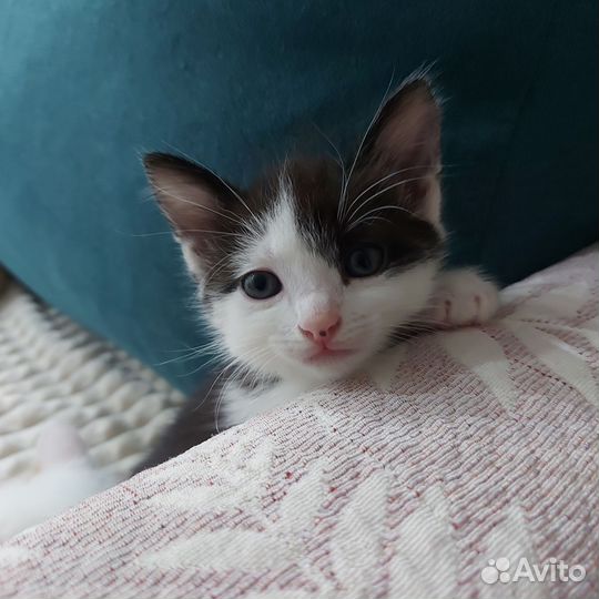 Кошка бесплатно