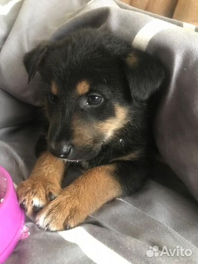 Щенок в добрые руки бесплатно мальчик