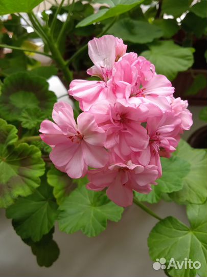 Пеларгония 1